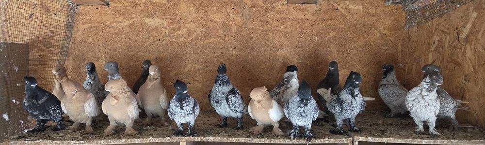 Porumbei de ornament blondineti