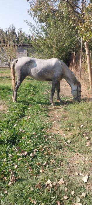 Она бола бия сотилади