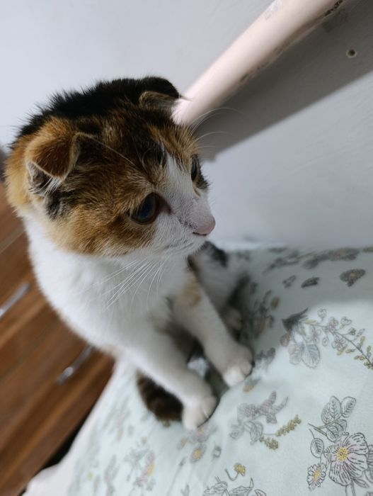 Вислоухий котенок в добрые руки