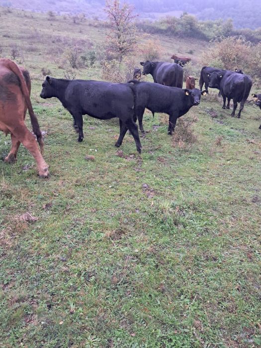 Vand vitele Angus
