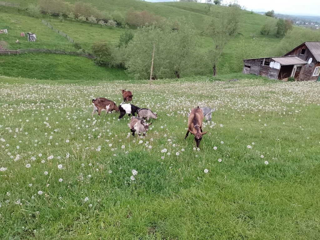 Vând capre alpine și iezi