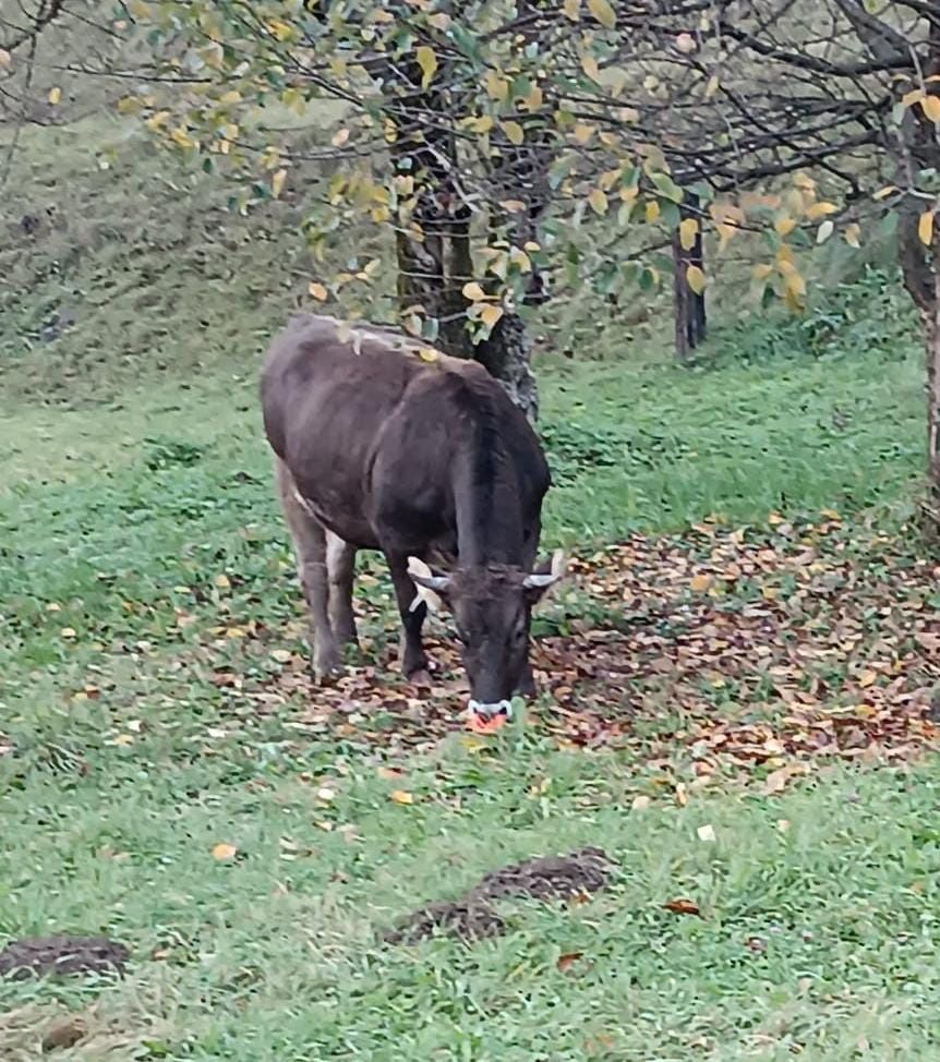 Vând vaca cu vitel