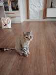 Котика в добрые руки