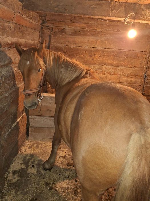 Vând mânz  de un an și trei luni