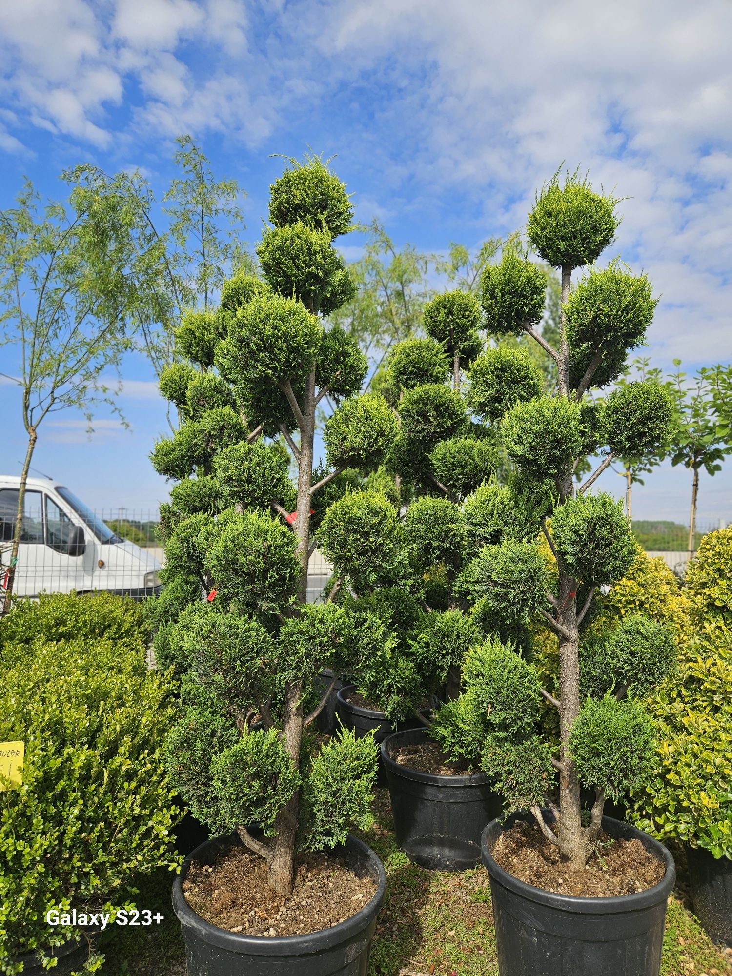 Pom pon bonsai de mai multe dimensiuni