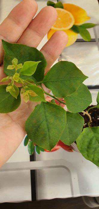 бугенвилия жёлтая и белая