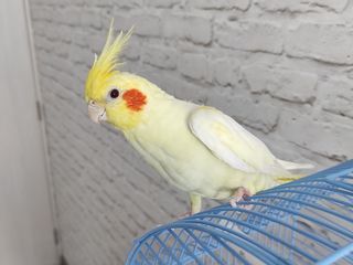 Papagali diferite specii