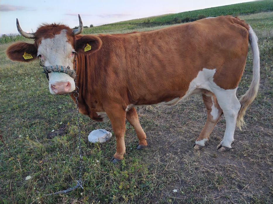 Vând juninca tanara