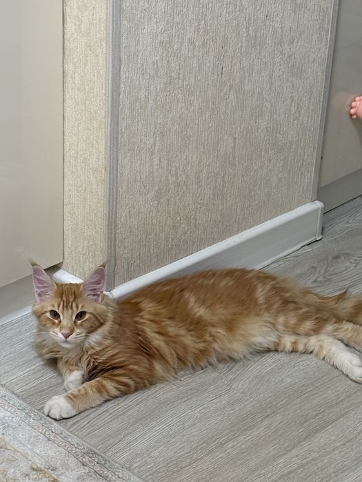 Mейнкун боласи сотилади