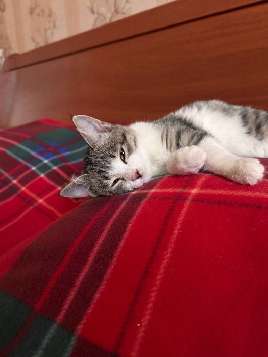 Котенок пятнистый бесплатно даром