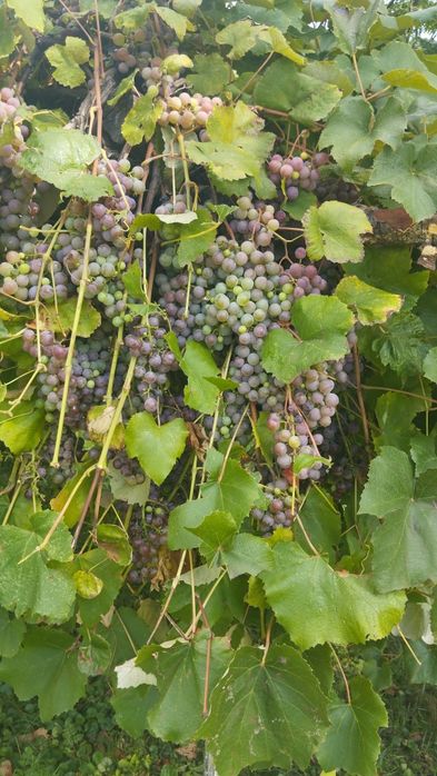 Vând struguri pentru vin