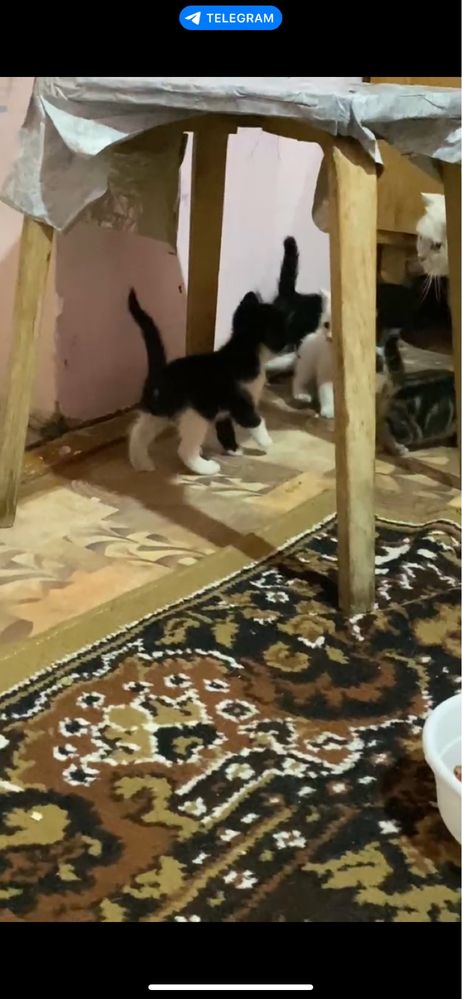 Шотландские фолд котята, 2 месяца  (разные окрасы)