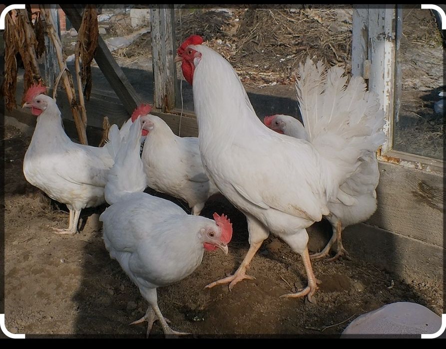 Леггорн стандарт тауықтары сатылады
