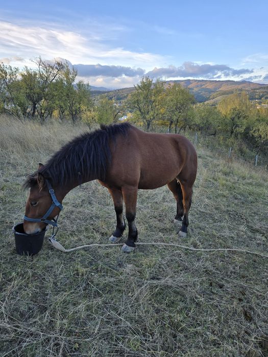 Vand cârlan de 2 ani jumate