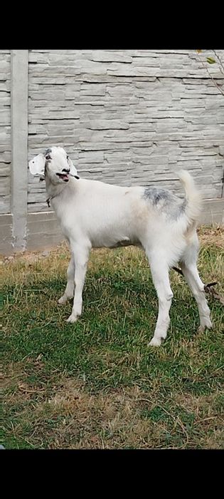 Животные животные