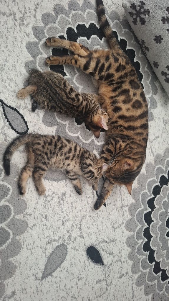 Бенгалски котета