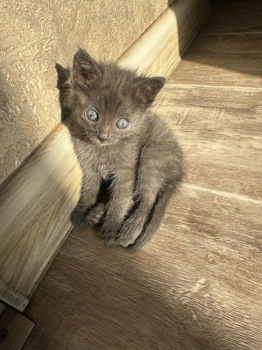 Котенок в добрые руки