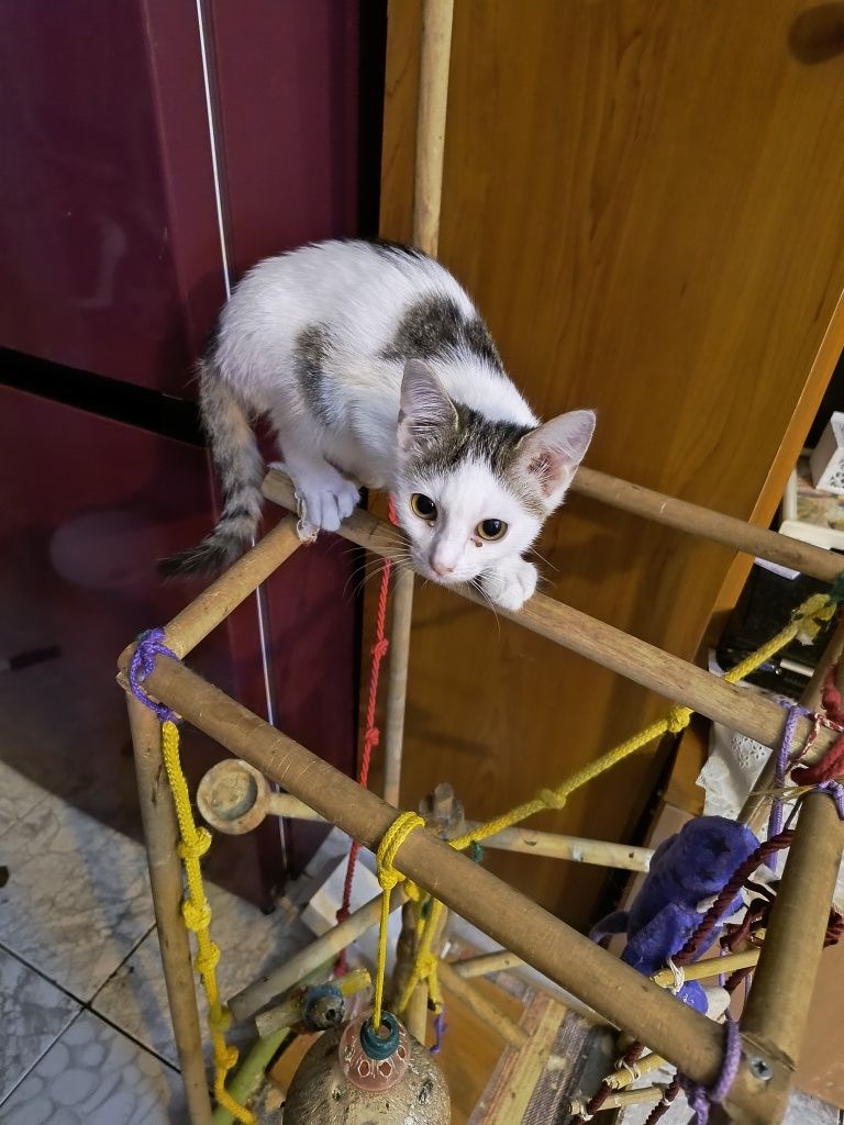 Шанс за сладките котенца