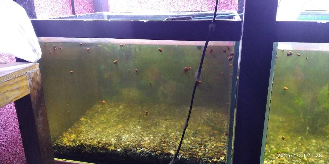 Akvarium Аквариум