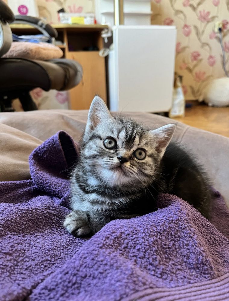 British ShorthairBr