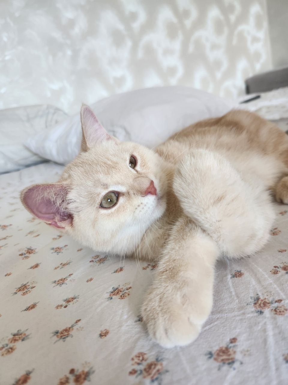 Продаются котята