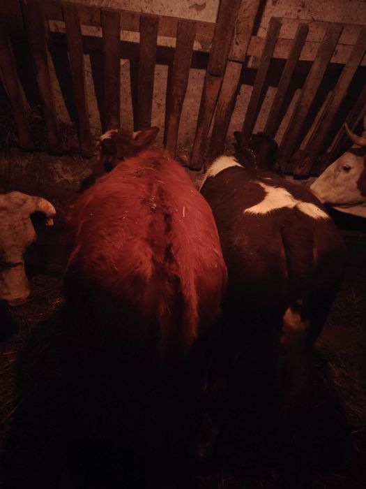 Vitei.                                              .