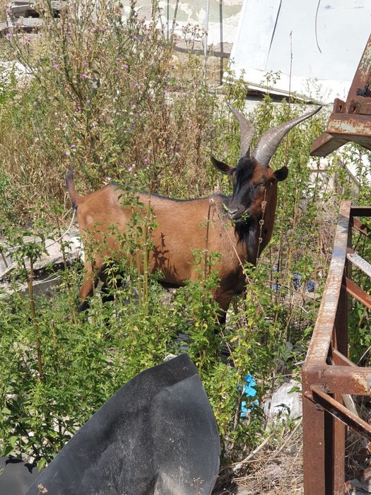 Vand/schimb tap alpin francez