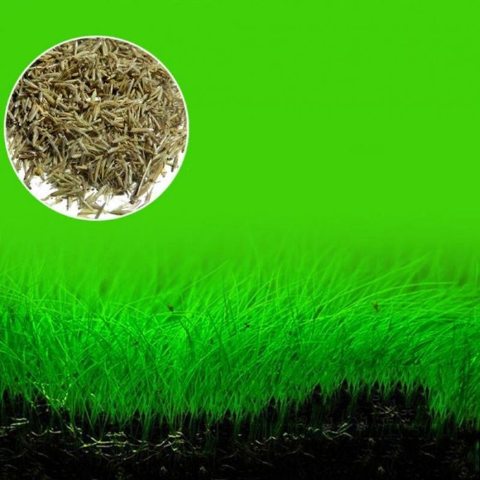 Plante acvariu - seminte - aquascaping