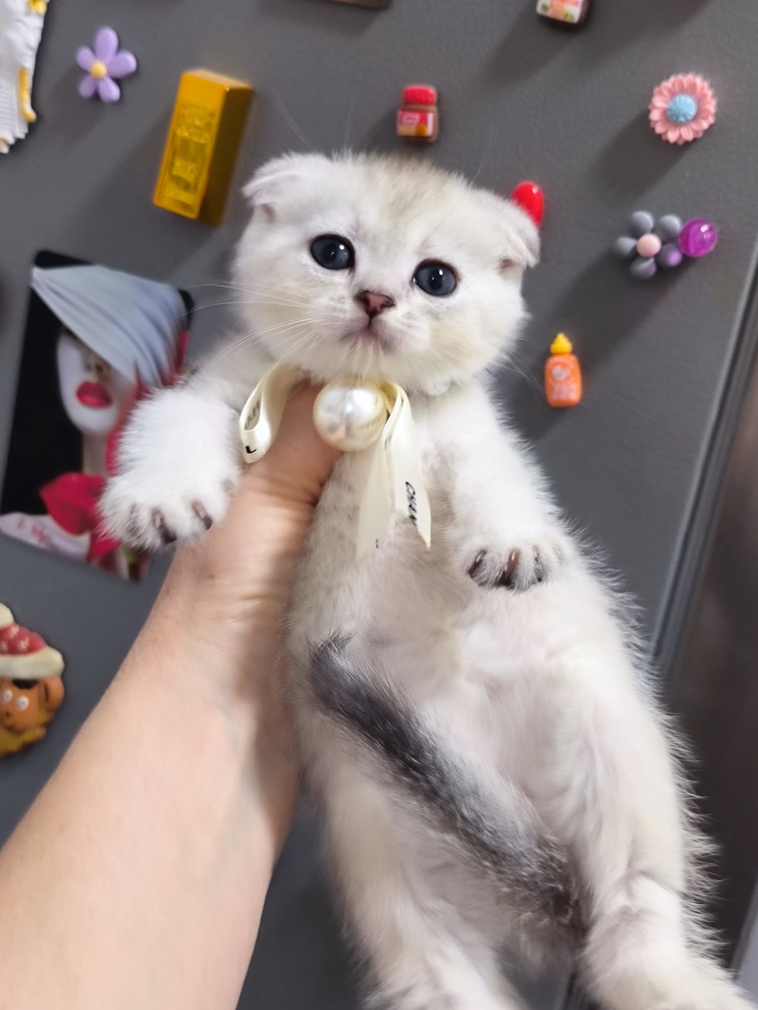 Котята чистокровные