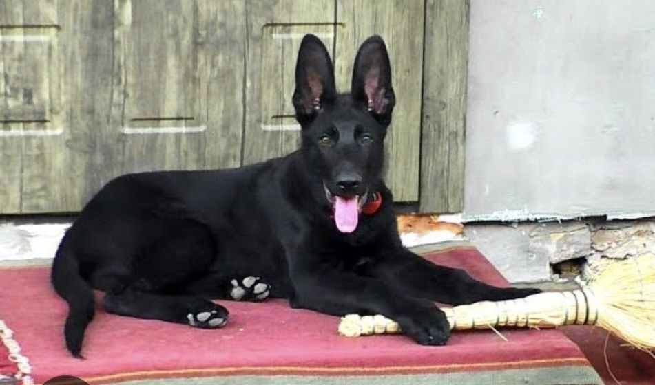 Немецкая овчарка