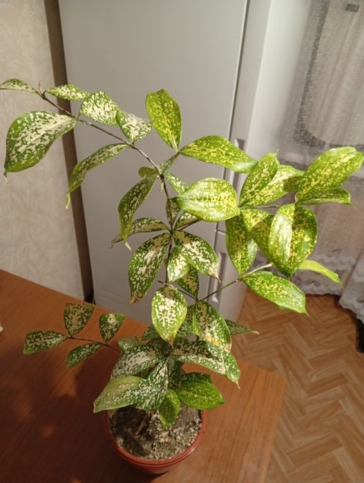 Продам редкое комнатное растение -драцену Готсефа