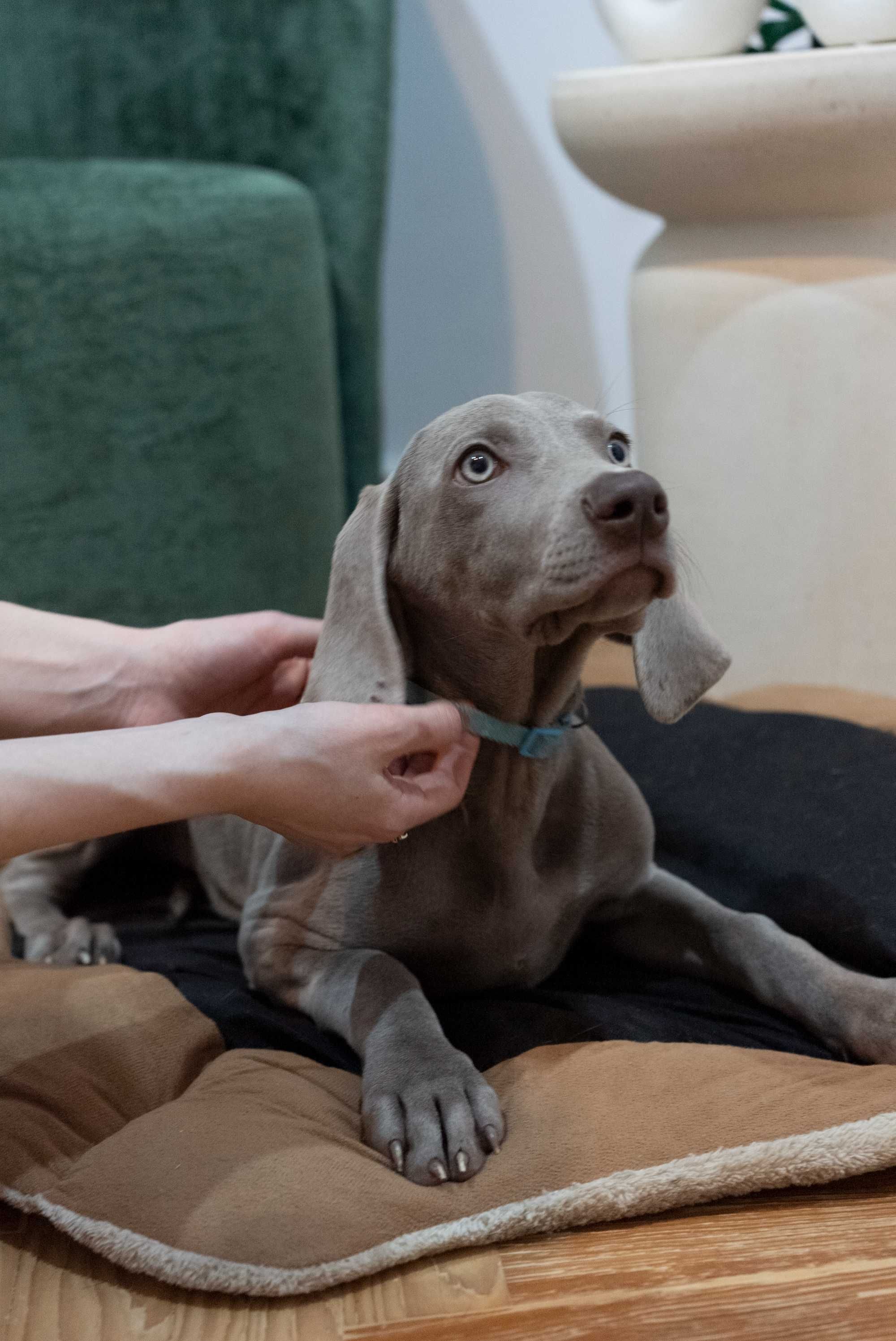 Vând pui brac de Weimar | catel Weimaraner rasa pura