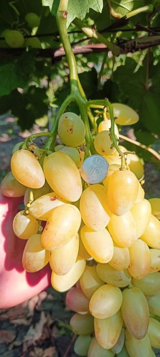 Preobrajenie vita de vie