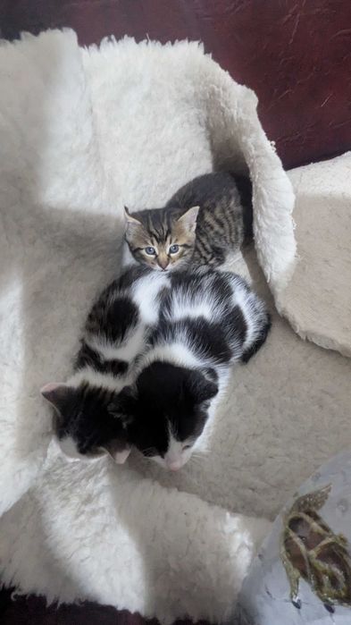 Donez 3 pisici drăgălașe