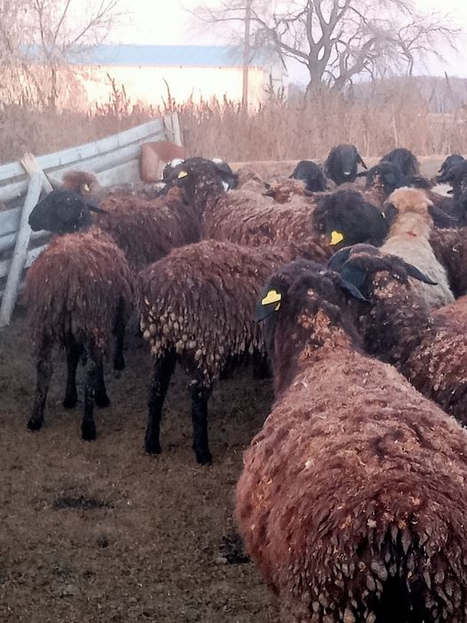 Продам породистых овечек