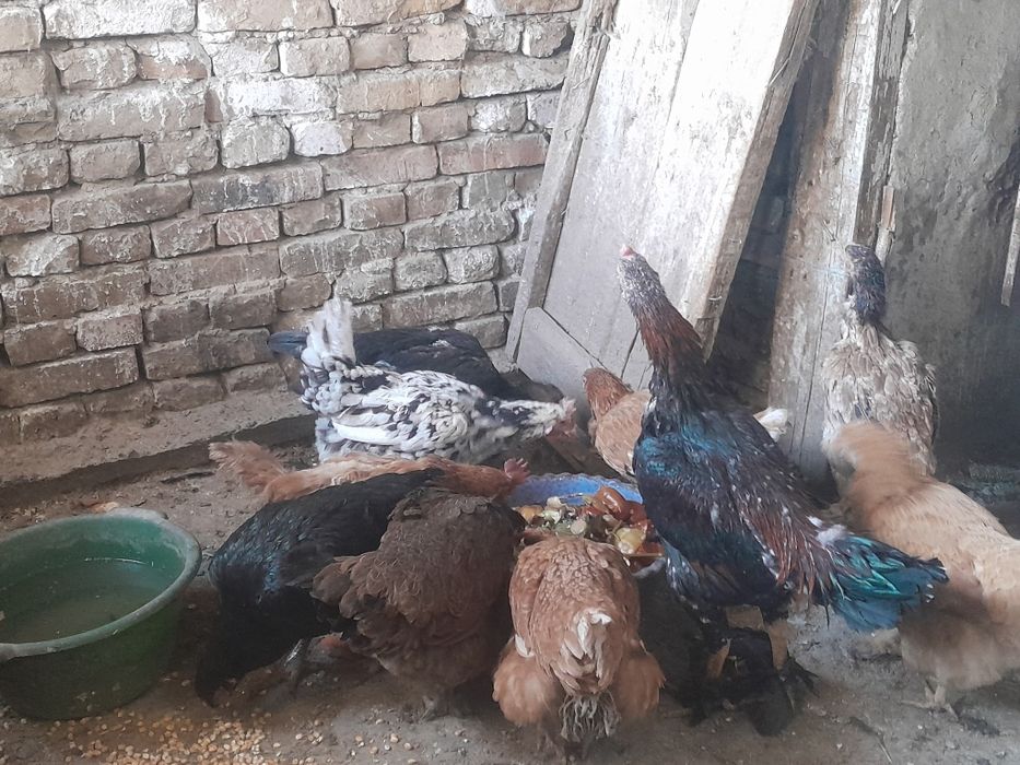 Куры домашние и бойцовский