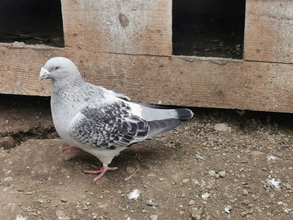 Porumbei voiajori standard și cocoși brahma de vânzare