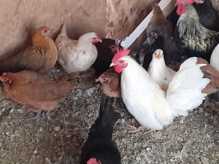 Vând famili de găini pitice cu una sau mai multe puicute