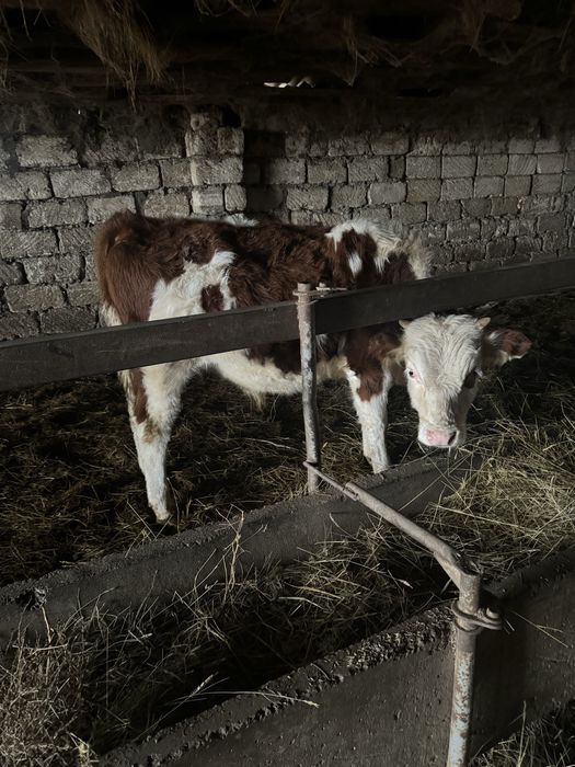 Еркек подсостар сатылады 4 бас