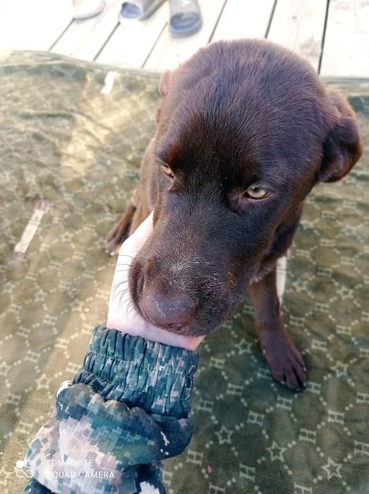 Лабрадор девочка