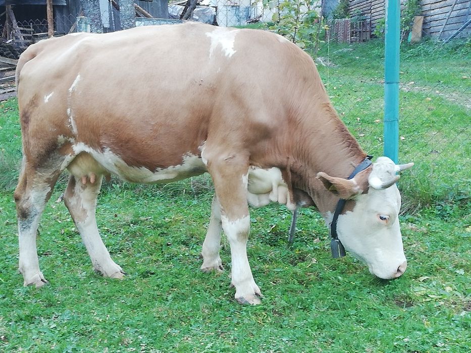 Vând vacă balțată românească