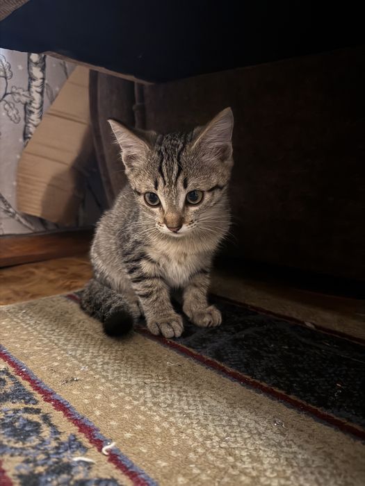 Отдам девочку в хорошие руки