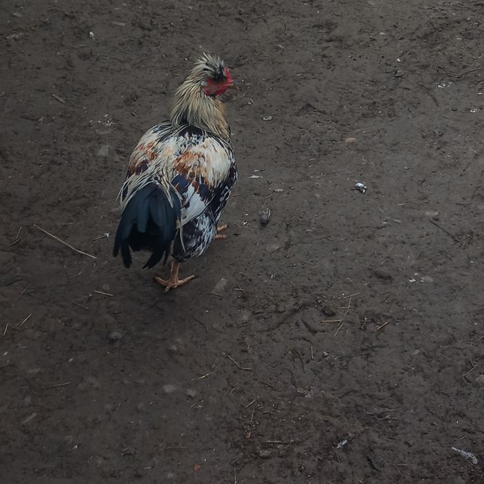 Cocosi frumoși de vânzare