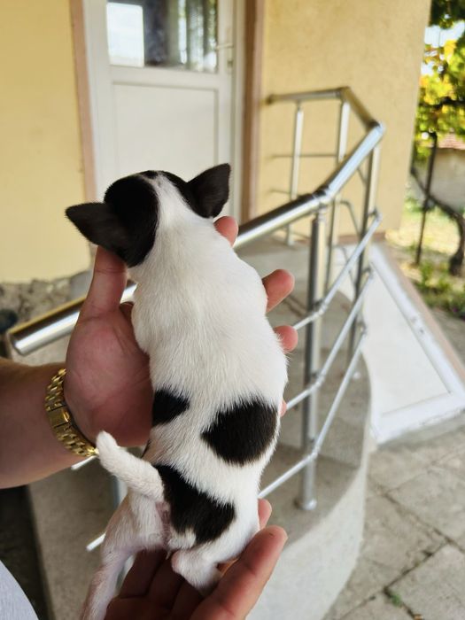 Чихуахуа момиченца