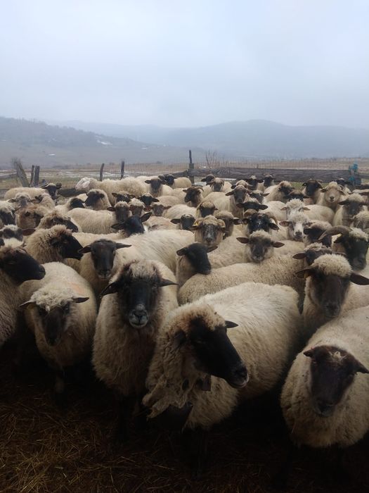 Vând oi tinere metis suffolk și hemsir