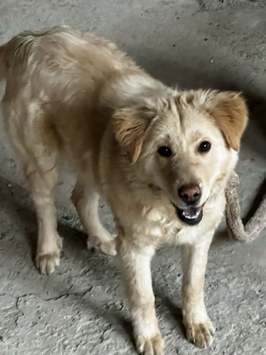 Labrador zotiga mansub it