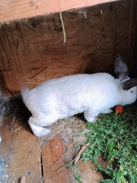 Iepuri uriaș de Transilvania