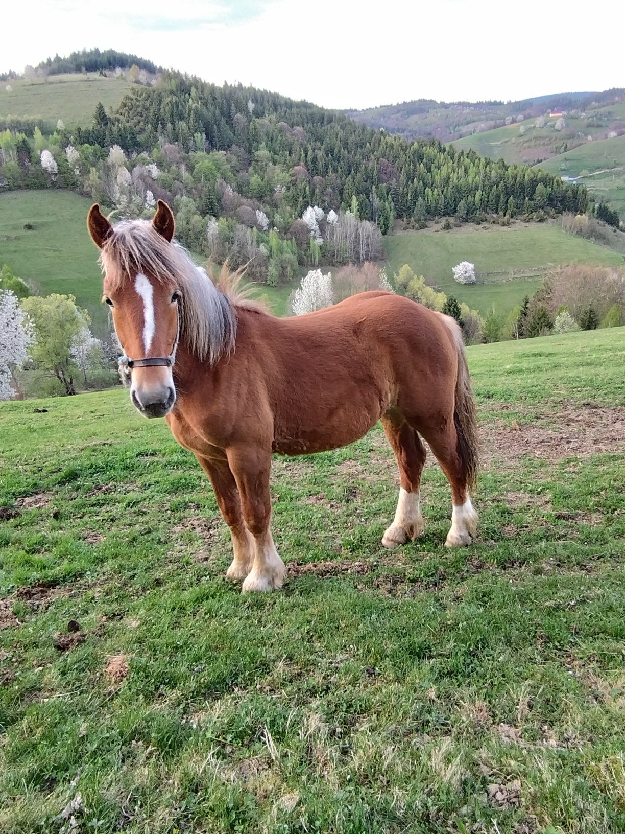 Vând mânz de 11 luni