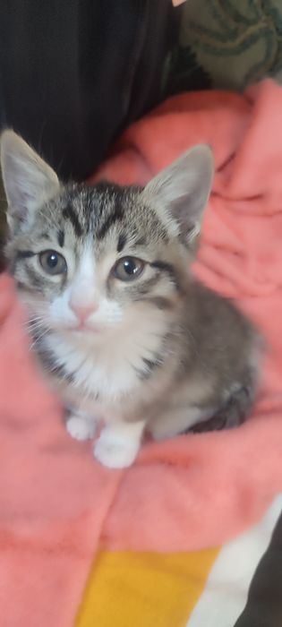 Самый суперский котик
