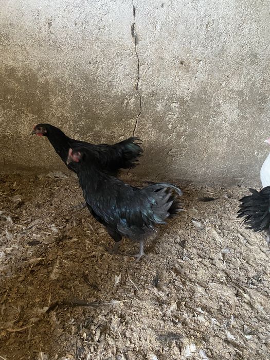 Cocosi australorp
